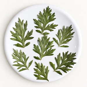 May include: A round white ceramic plate holds six dried green mugwort leaves arranged in a circular pattern. Each leaf features a deeply lobed, serrated structure with a matte texture, showcasing natural veins and varied shades of dark green.