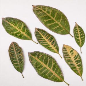 Pressed Croton Leaf, Green Pink Variegated, 17–21 cm, 1 Piece