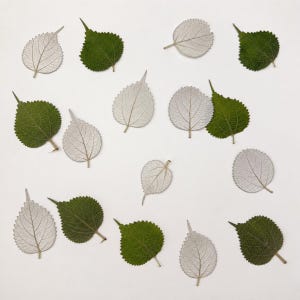 May include: A collection of decorative leaves arranged in a scattered pattern. The set includes solid dark green leaves with visible veins and translucent silver skeletonized leaves that display a delicate, intricate network of fine fibers.