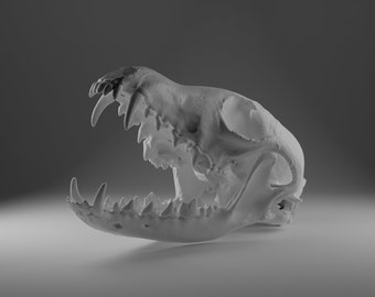 3D-Printable Model of a Red Fox Skull (Jaw Open)