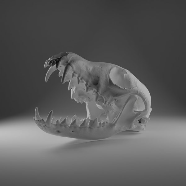 3D-Printable Model of a Red Fox Skull (Jaw Open)