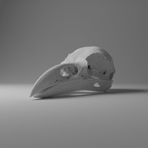 Puede incluir: Un cráneo de pájaro blanco con un pico largo. El cráneo está detallado con una estructura ósea visible y cuencas de los ojos.