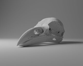 Modèle imprimable en 3D d’un crâne de corbeau