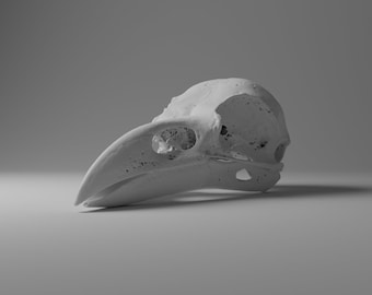 Puede incluir: Un cráneo de pájaro blanco con un pico largo. El cráneo está detallado con una estructura ósea visible y cuencas de los ojos.