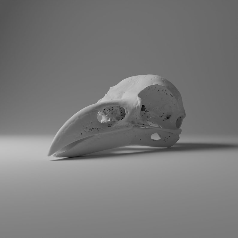 3dprintable Model of a Raven Skull Etsy