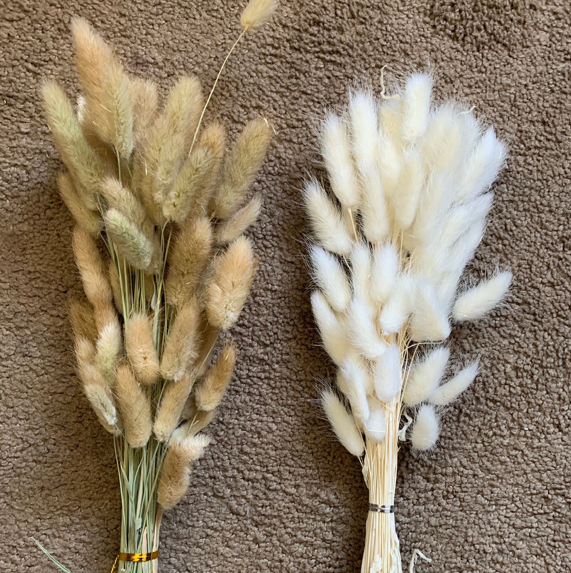 60PCS Dried Bunny Tail grass for wedding decorationslagurus Etsy