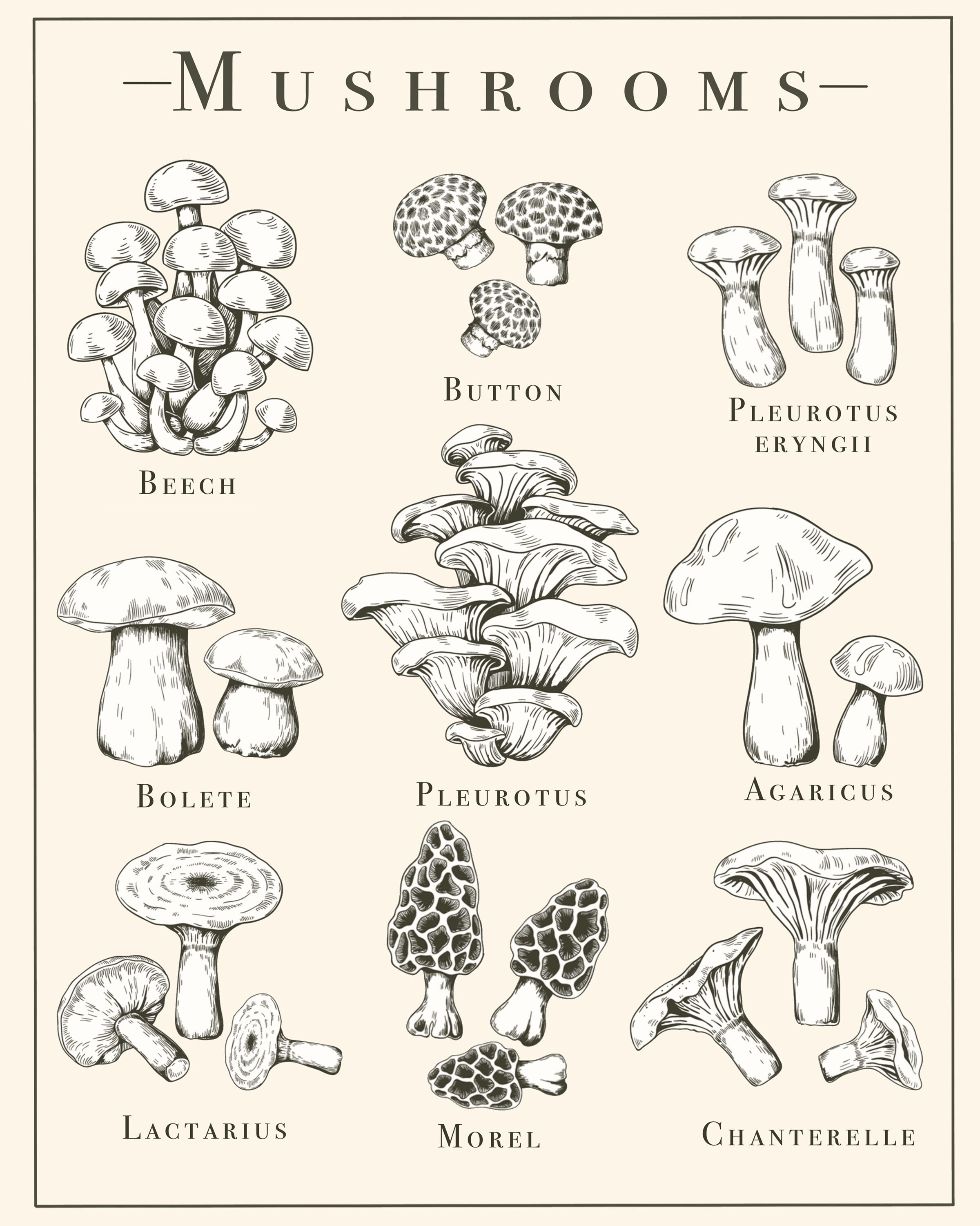 Mushroom 8.5x11 Print - Etsy