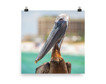 Pelican Wall Art, Wall Art Photo, Wildlife Photography, Seabird Photography, Waterfowl, Wildlife Canvas Prints, Florida Wildlife Photography