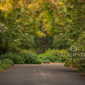 Forest Road Digital Backdrop, Country Road through a Forest Background, Dreamy Bokeh Photo Backdrop Replacement