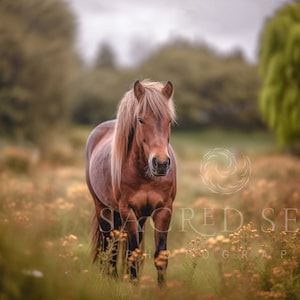 Brown horse, pony in a flower field, meadow, Spring Dreamy backdrop, Summer Digital Backdrop, Digital Background, Photoshop