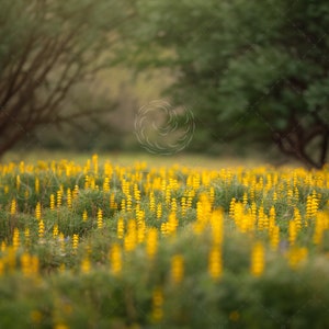 Yellow Wildflower Field, Meadow Backdrop Overlay, Spring flower backdrop, Summer Digital Backdrop, Digital Background, Photoshop
