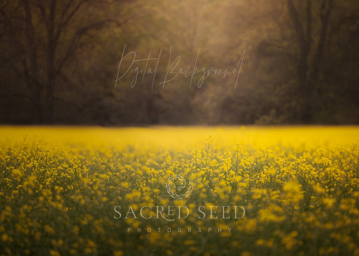 Australian Wildflower Backdrop Overlay, Spring Flower Backdrop, Summer ...