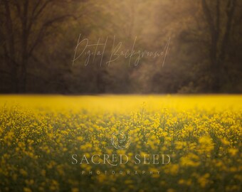 Australische Wildflower Achtergrond Overlay, Lentebloem achtergrond, Zomer Digitale Achtergrond, Canola Fields Digitale Achtergrond, Photoshop
