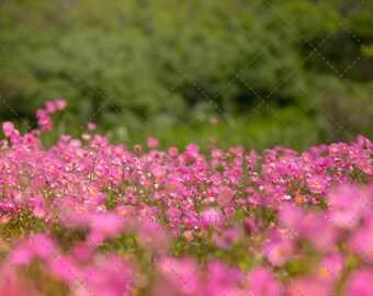 Real Pink Everlastings Wildflower Field, Backdrop Overlay, Spring flower backdrop, Summer Digital Backdrop, Digital Background, Photoshop
