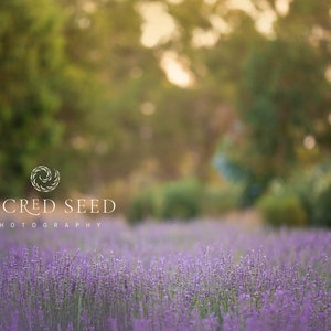 Lavender Backdrop Overlay, Purple Flowers, Spring backdrop, Summer Digital Backdrop, Digital Background, Photoshop
