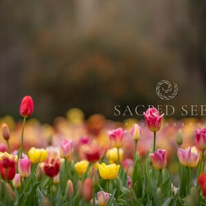 Multicoloured Tulips Backdrop Overlay, Flowers, Spring backdrop, Summer Digital Backdrop, Digital Background, Photoshop