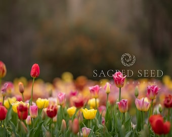 Multicoloured Tulips Backdrop Overlay, Flowers, Spring backdrop, Summer Digital Backdrop, Digital Background, Photoshop