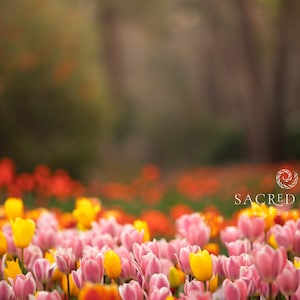 Pink & Yellow Tulips Backdrop Overlay, Flowers, Spring backdrop, Summer Digital Backdrop, Digital Background, Photoshop