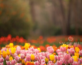 Pink & Yellow Tulips Backdrop Overlay, Flowers, Spring backdrop, Summer Digital Backdrop, Digital Background, Photoshop