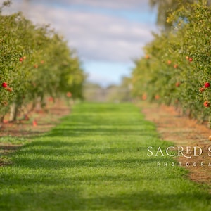 Pomegranate Orchard Digital Backdrop Background Photoshop Fruit Trees