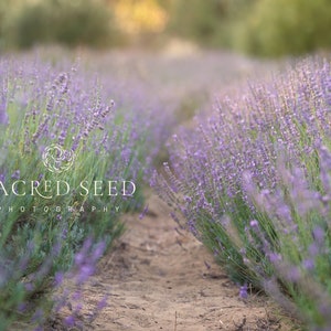 Lavender Backdrop Overlay, Purple Flowers, Spring backdrop, Summer Digital Backdrop, Digital Background, Photoshop