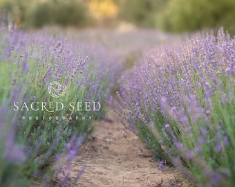Superposición de telón de fondo de lavanda, flores moradas, telón de fondo de primavera, telón de fondo digital de verano, fondo digital, Photoshop