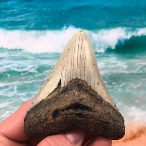 3.79”  Square Real Fossil Megalodon Shark Tooth-SCUBA DIVER DIRECT —Prehistoric Dinosaur