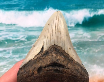 3.79”  Square Real Fossil Megalodon Shark Tooth-SCUBA DIVER DIRECT —Prehistoric Dinosaur