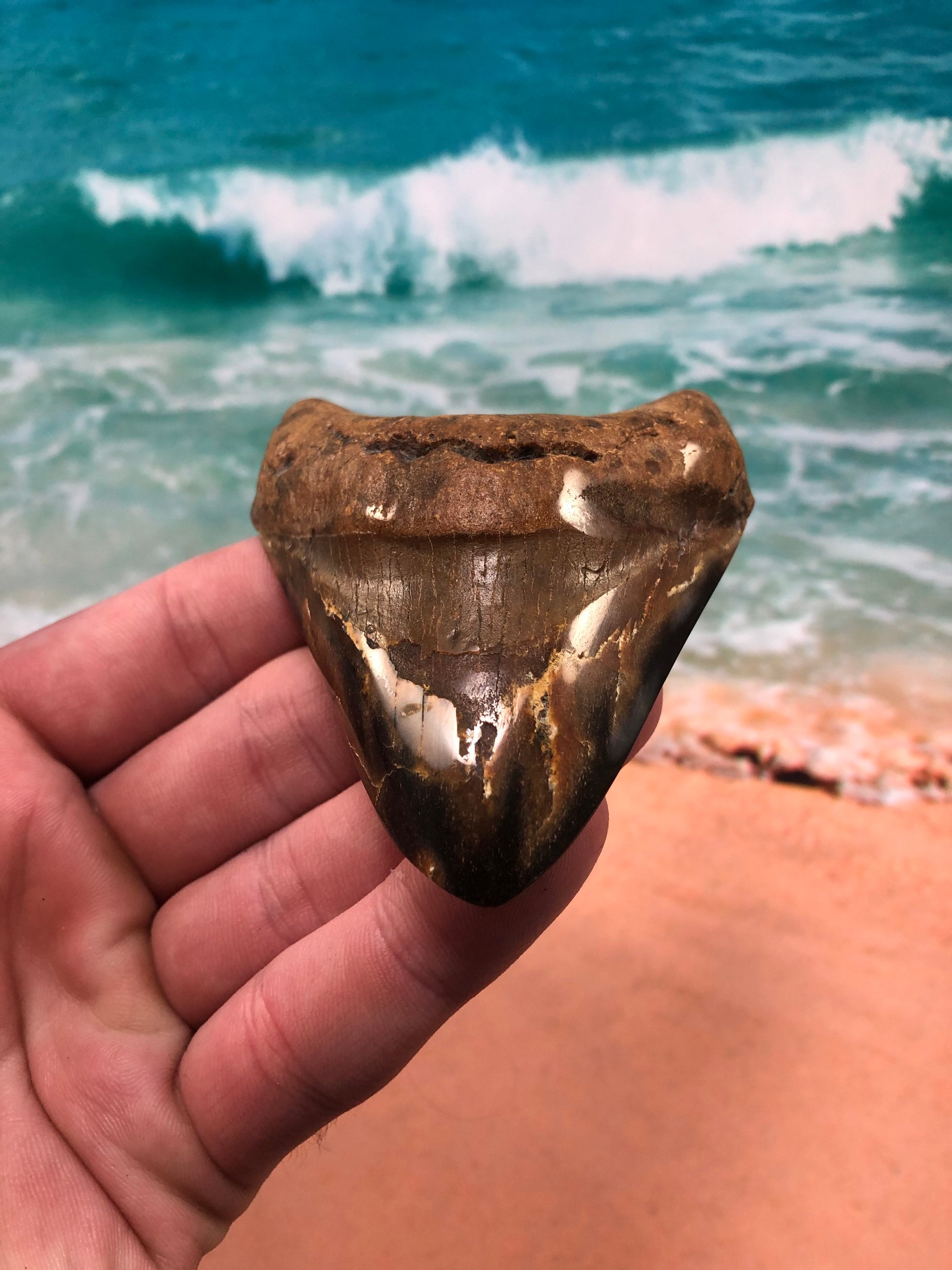 Diver Direct Real Megalodon Shark Tooth Fossil 4.06 Fossilized Meg