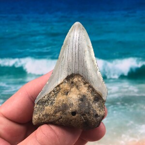 3.24”  Real Fossil Megalodon Shark Tooth-SCUBA DIVER DIRECT —Prehistoric Dinosaur