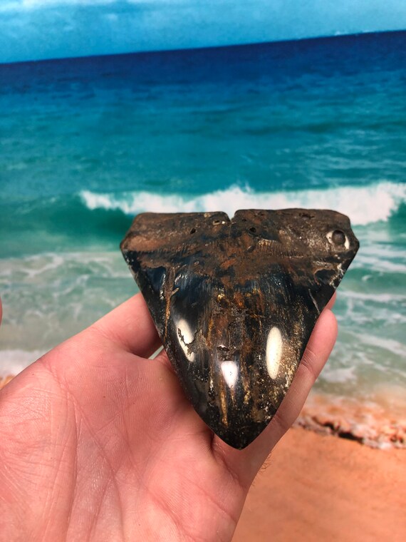 メガロドン　歯　化石 5.82インチ 本物の化石メガロドンサメの歯 - スキューバダイバー