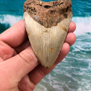 3.68” Orange Real Fossil Megalodon Shark Tooth-SCUBA DIVER DIRECT —