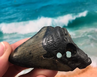 3.22” Holy Real Fossil Megalodon Shark Tooth-SCUBA DIVER DIRECT —Prehistoric Dinosaur