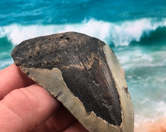 3.96” Real Fossil Megalodon Shark Tooth-SCUBA DIVER DIRECT —Prehistoric Dinosaur