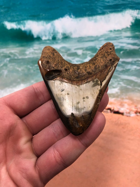 Diver Direct Real Megalodon Shark Tooth Fossil 4.06 Fossilized Meg