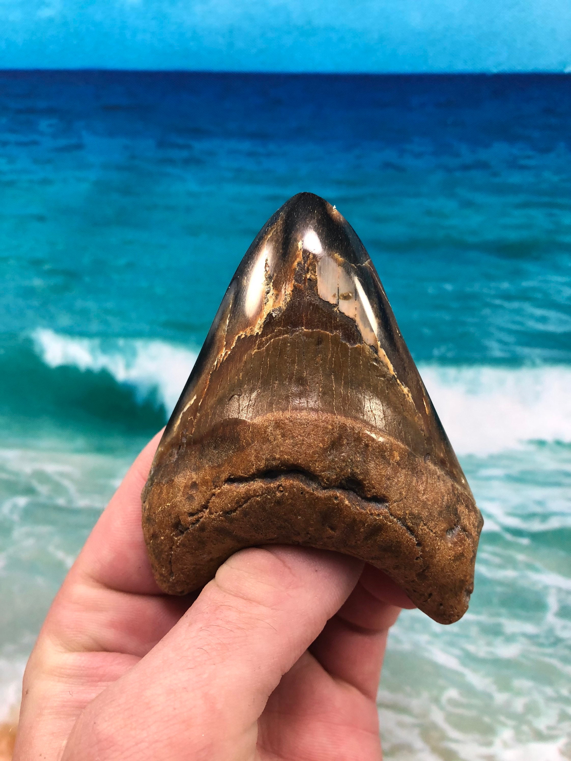 Diver Direct Real Megalodon Shark Tooth Fossil 4.06 Fossilized Meg