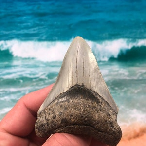 3.50”  Real Fossil Megalodon Shark Tooth-SCUBA DIVER DIRECT —Prehistoric Dinosaur