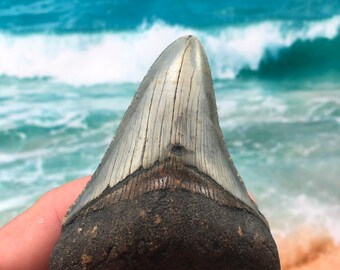3.54”  Curved Real Fossil Megalodon Shark Tooth-SCUBA DIVER DIRECT —Prehistoric Dinosaur