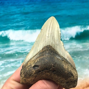 4.09”  Real Fossil Megalodon Shark Tooth-SCUBA DIVER DIRECT —Prehistoric Dinosaur