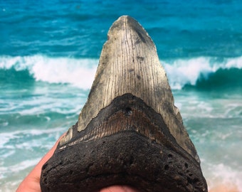 4.79”  Real Fossil Megalodon Shark Tooth-SCUBA DIVER DIRECT —Prehistoric Dinosaur