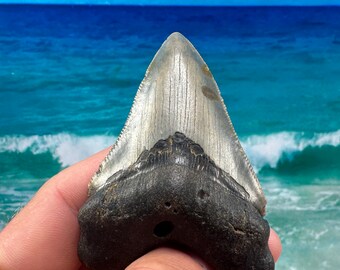 3.08” Real Sharp Serrated Fossil Megalodon Shark Tooth-SCUBA DIVER DIRECT —Beautiful one of a kind dinosaur treasure