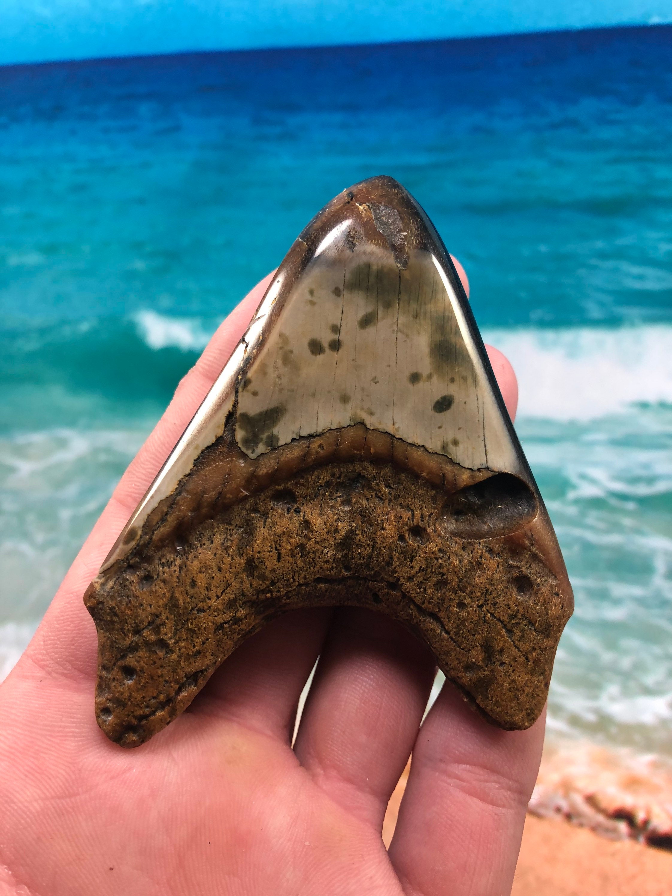 Diver Direct Real Megalodon Shark Tooth Fossil 4.06 Fossilized Meg