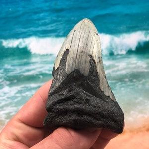3.67” Real Fossil Megalodon Shark Tooth-SCUBA DIVER DIRECT —Prehistoric Dinosaur