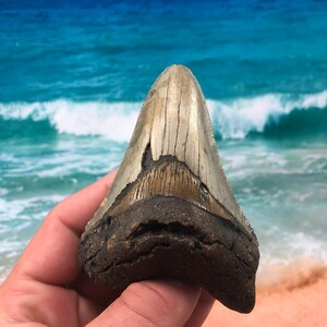 4.18”  Orange Bourlette Real Fossil Megalodon Shark Tooth-SCUBA DIVER DIRECT —Prehistoric Dinosaur