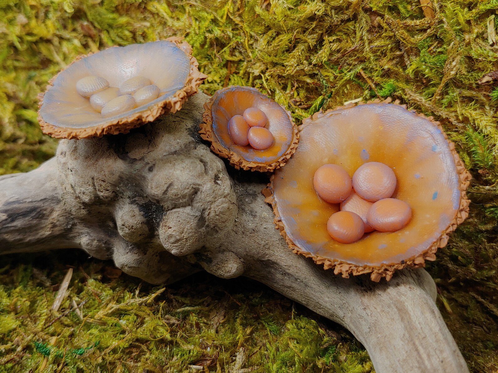Birds nest fungi mushrooms for terrarium diorama spider Etsy