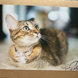 Cartes de voeux Kitty - Impression photo faite main 5 x 7 cartes vierges
