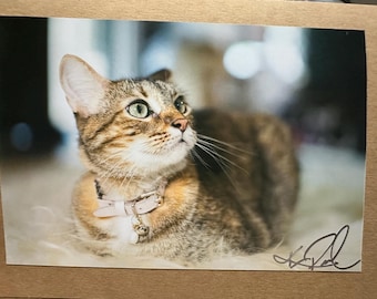Kitty Greeting Cards - Handmade Photo Print 5x7 Blank Cards