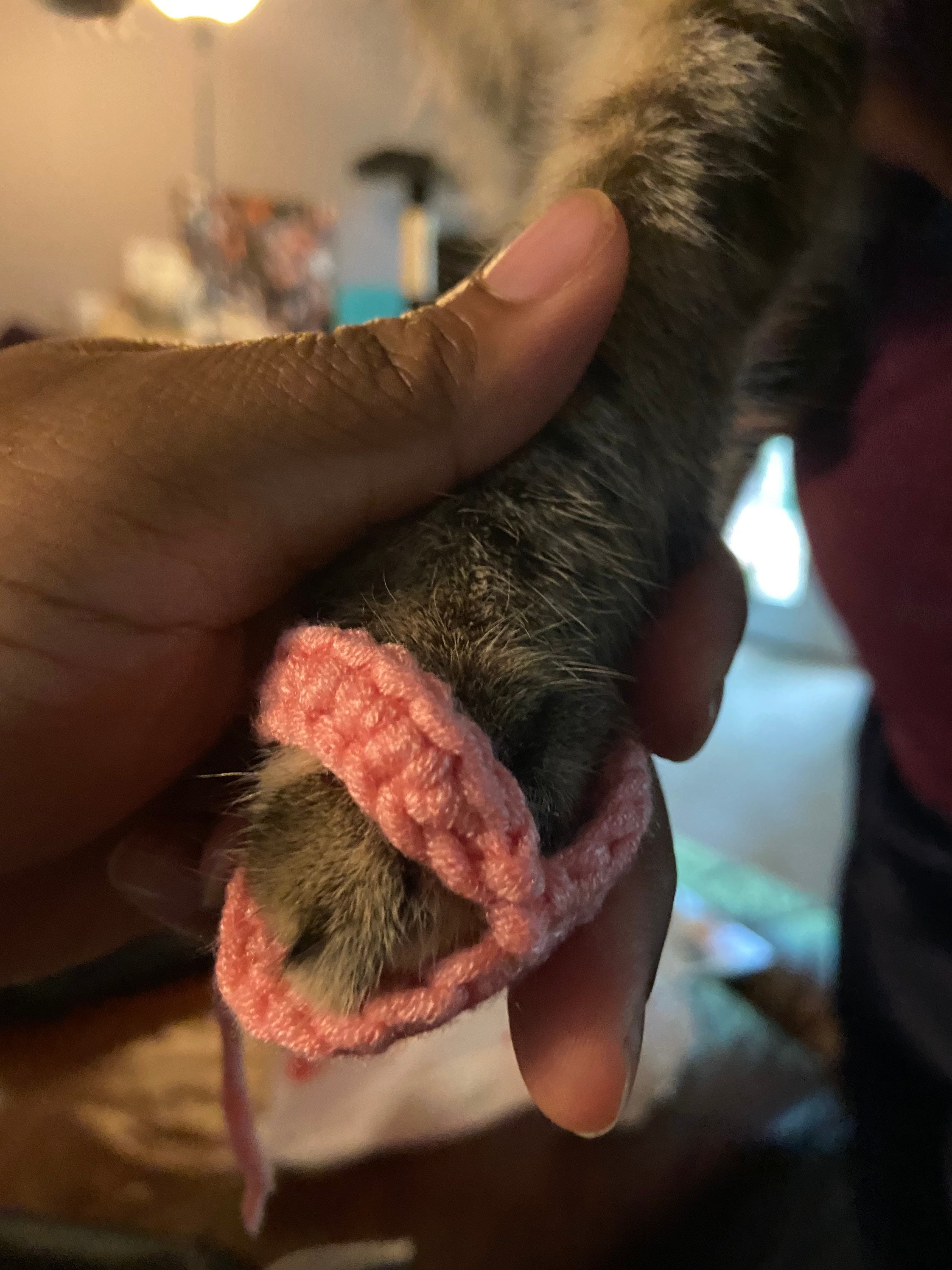 Kitty Slips Cat Slippers Etsy