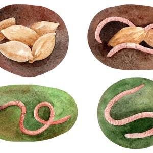 May include: Four watercolor illustrations of earthworms in different positions. The first illustration shows a pile of seeds. The second illustration shows an earthworm curled around a seed. The third illustration shows an earthworm curled in a circle. The fourth illustration shows an earthworm in a curved shape.