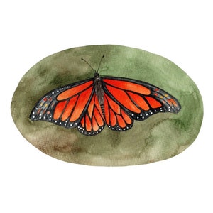Ciclo de vida da borboleta | Ciclo de vida da borboleta | Lagarta | Montessoriano | Ciclos de Vida | Ensino em casa | Inseto real | Borboletas | Pré escola